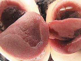 ダブルバーチャルレズベロキス 5　サンプル画像09